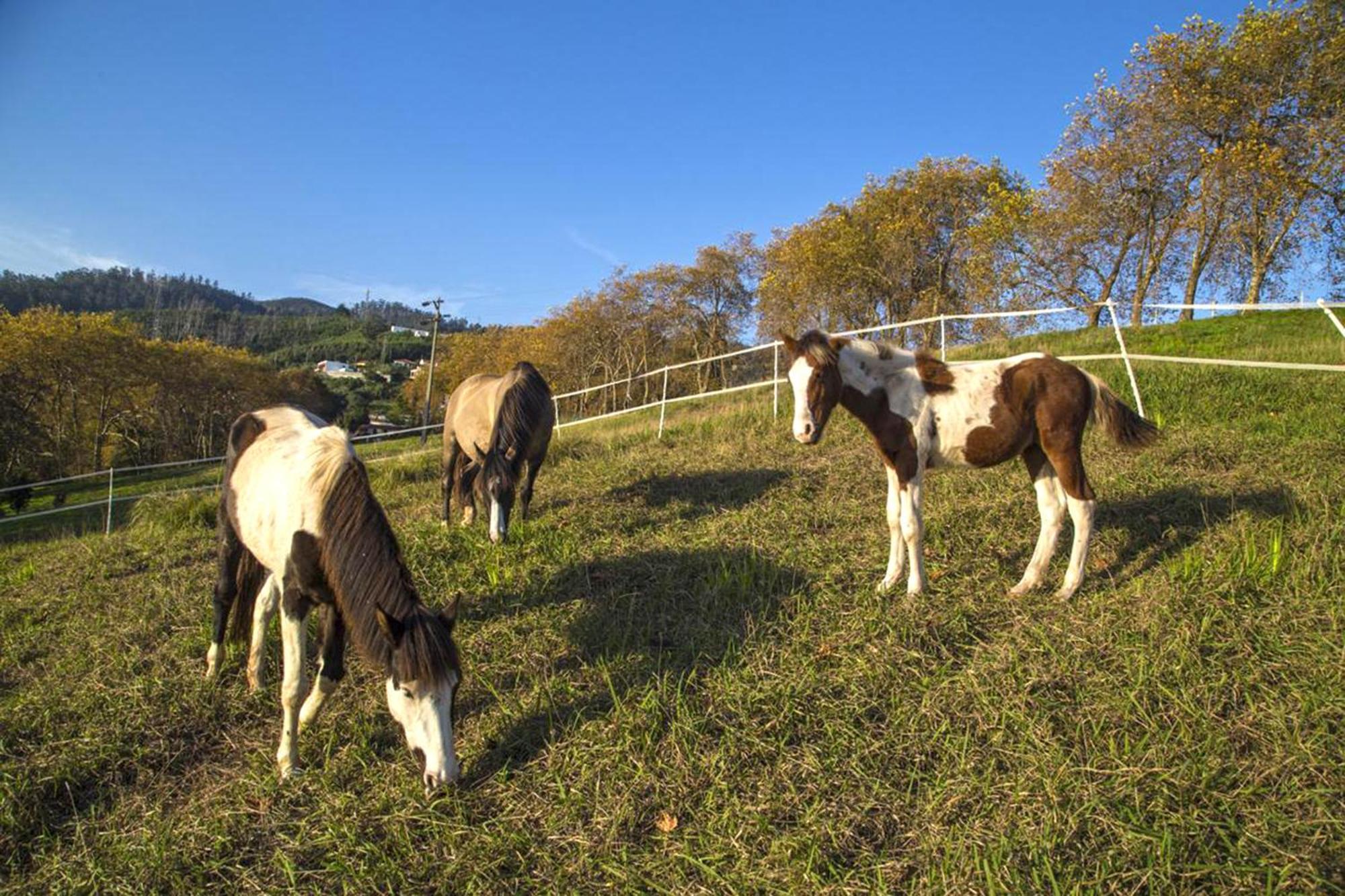 Villa Eve Palheiro Village By Holiday Rental Madeira フンシャル エクステリア 写真